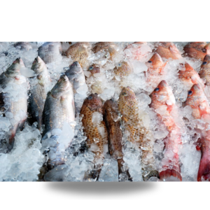 Frozen Fish